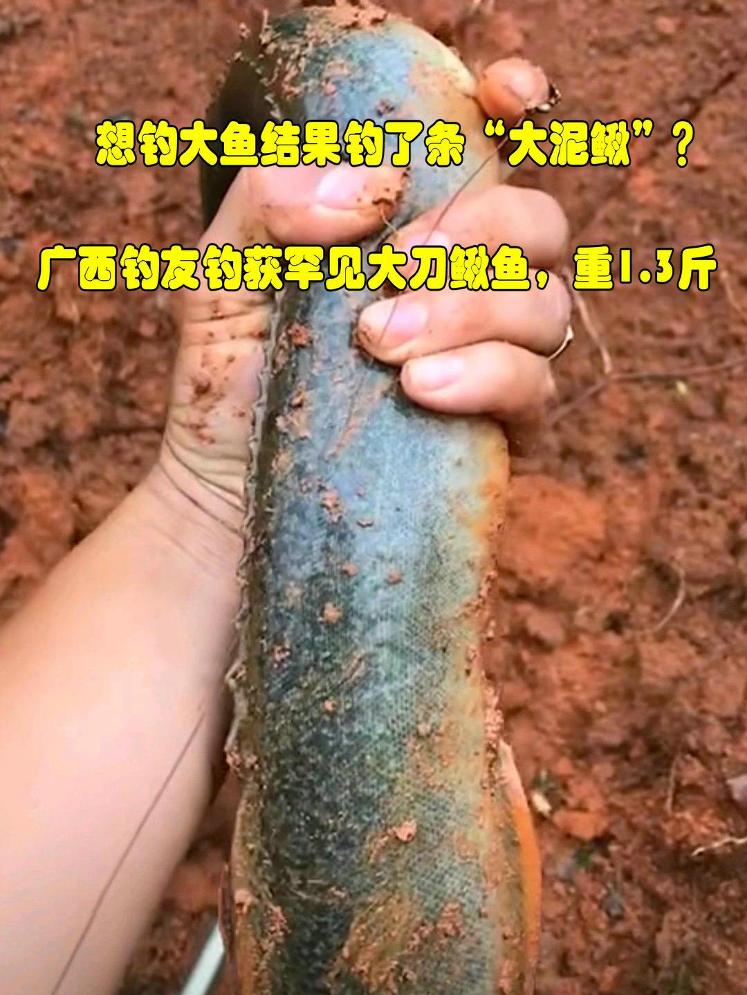 野钓最大泥鳅,野钓巨型泥鳅