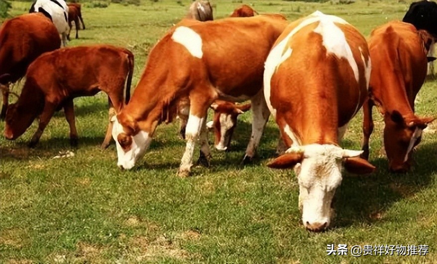 2022养殖业什么前景最好,2020年农村养殖业什么最挣钱