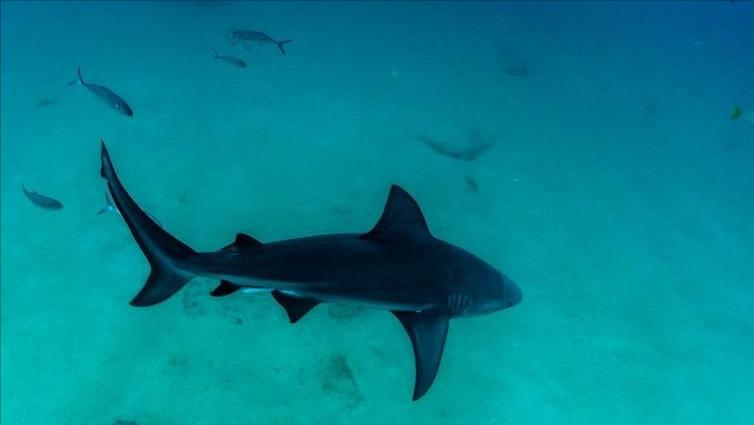 小型淡水观赏鲨鱼饲养方法,淡水鲨鱼有人工养殖的吗