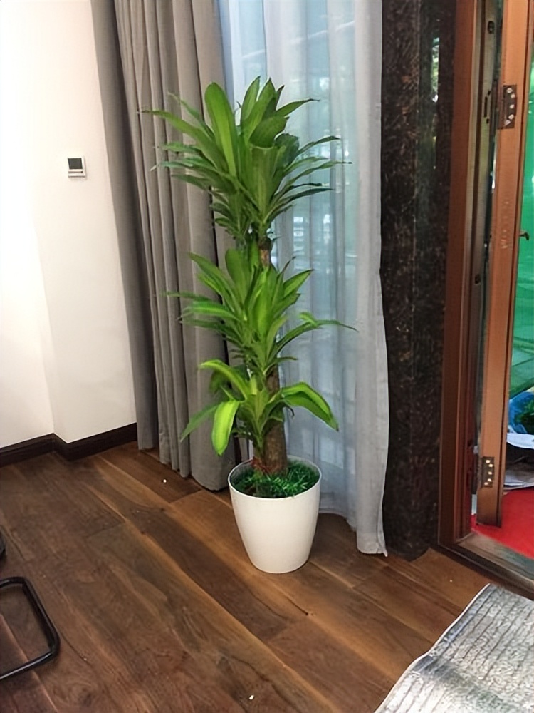 巴西木树好不好养,巴西木养的时间长了为什么要黑腐