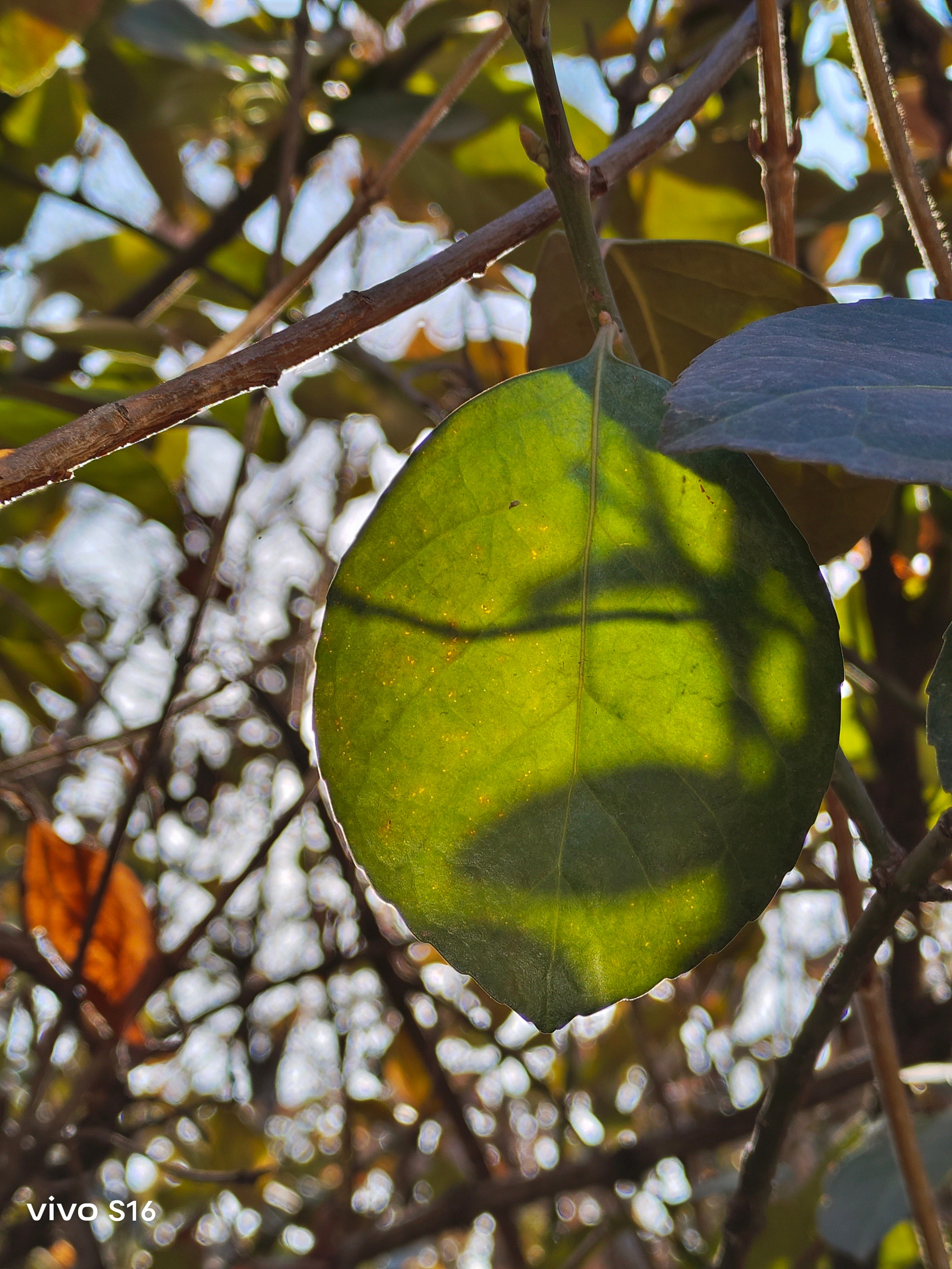 vivos16拍照水平是什么样子,vivos16系列中拍照最好的手机最新