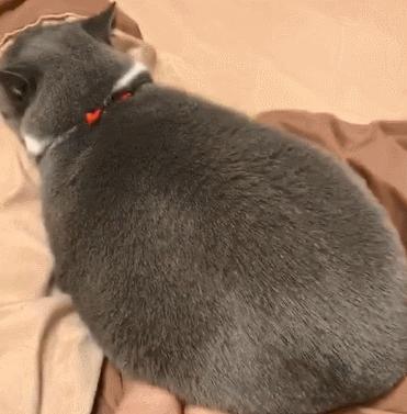 猫咪为什么上床,为什么猫咪上床还咬人