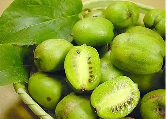 软枣猕猴桃最新市场价格,软枣猕猴桃介绍市场价格