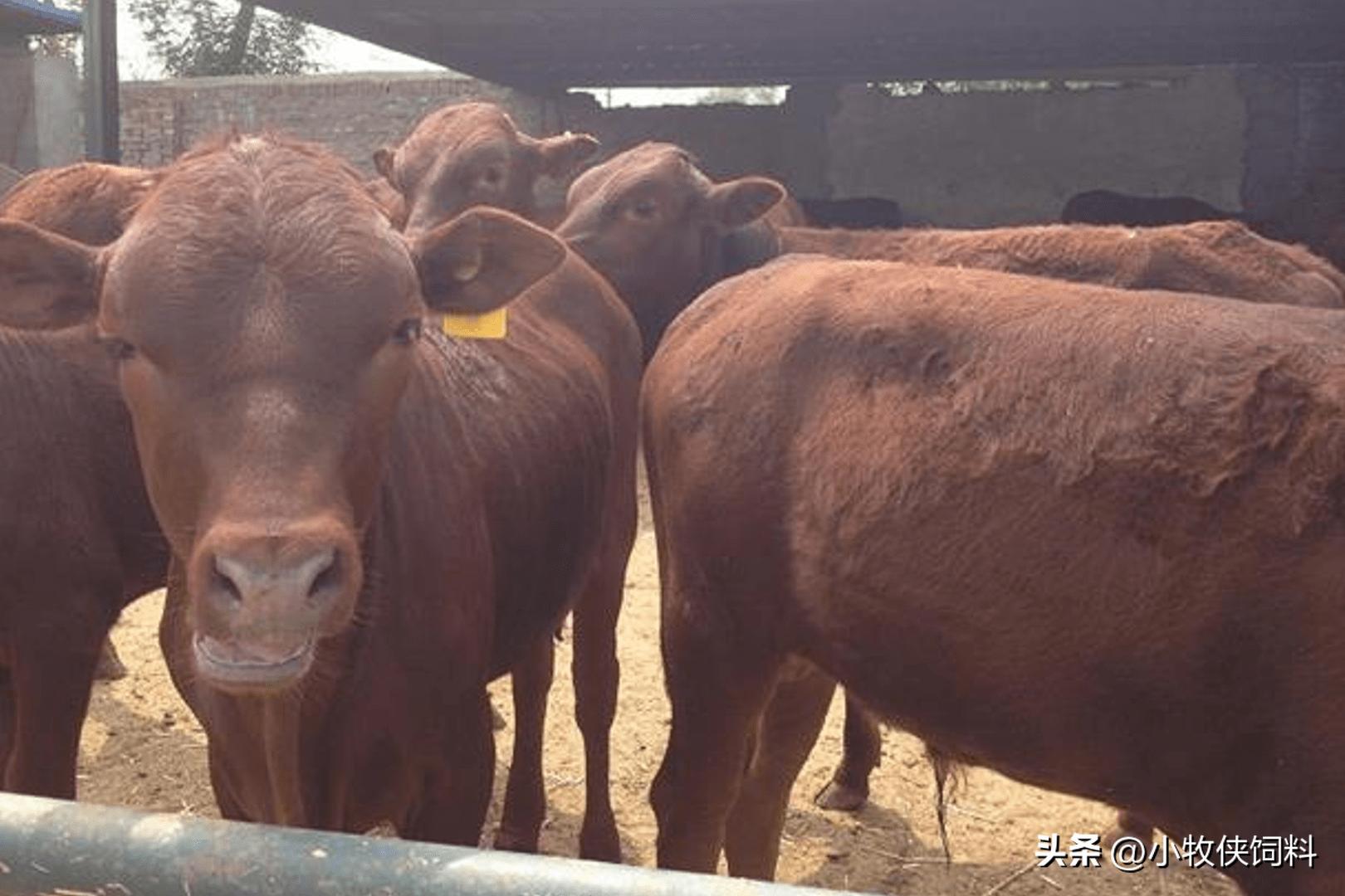 僵牛形成的原因,僵牛是怎么造成的