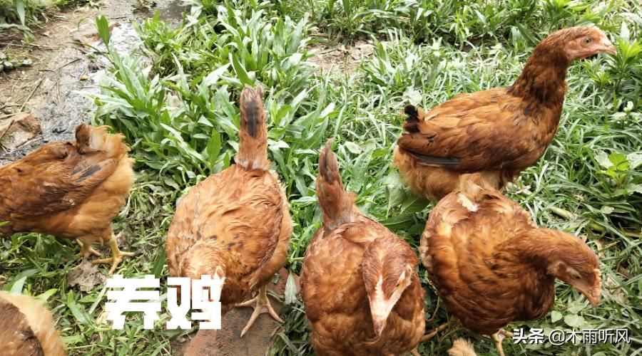 玉米喂鸡的窍门今年,发霉的玉米可以喂鸡吗