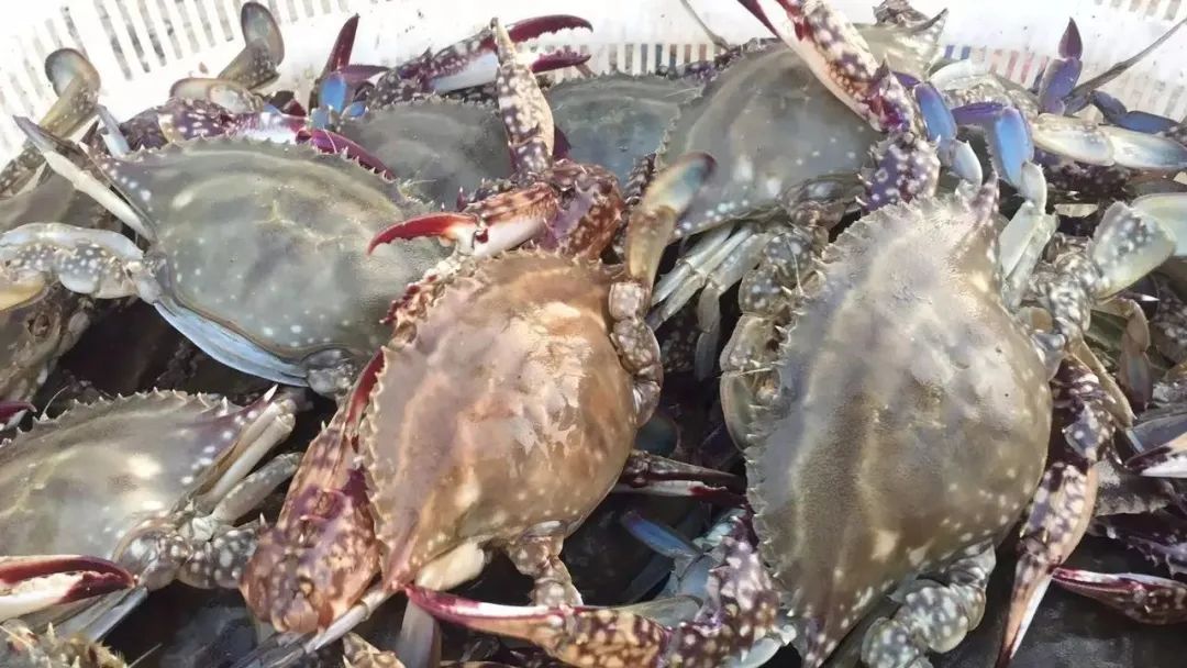 为什么冷冻的死螃蟹可以吃,没死时候冷冻的螃蟹能吃吗