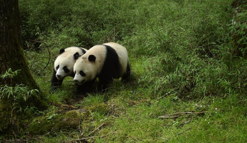 狮子老虎大熊猫,老虎为什么不吃大熊猫呢