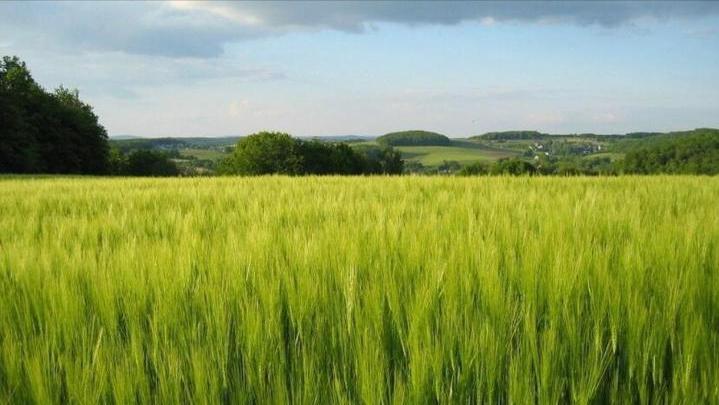 大麦生长的养分,大麦的生长期分为哪几个阶段