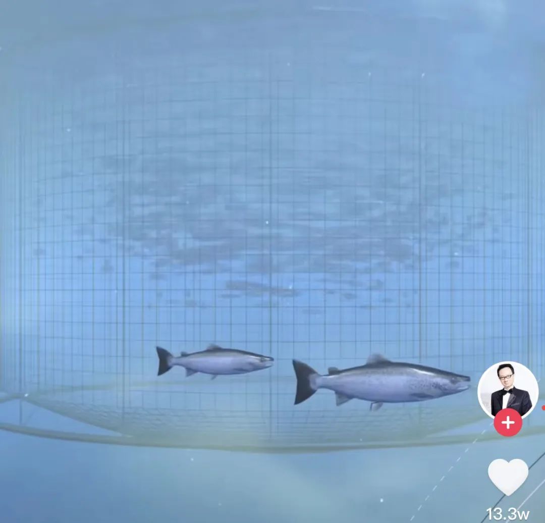 鱼群被套路了，以为自己是野生的|科技袁人