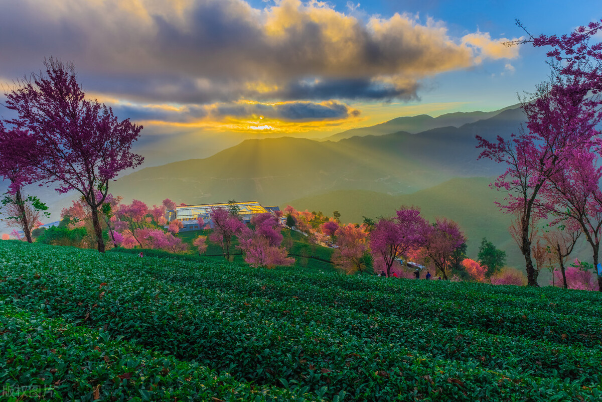 福建浪漫樱花打卡地,福建赏樱花的地方
