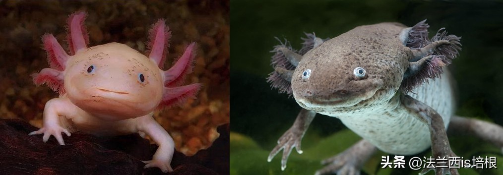 广州海关截获“六角恐龙”,花鸟市场50元6条,难道是濒危物种?