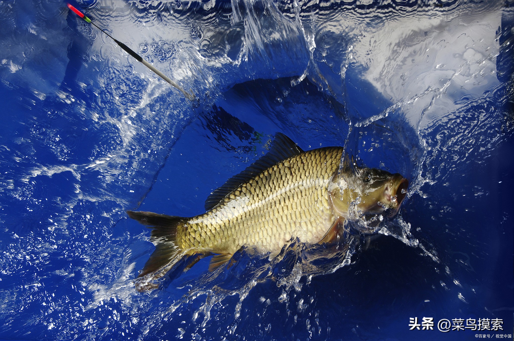 海竿钓鲢鳙和鲤鱼线组怎么接,海竿钓鲤鱼线组及钓法技巧