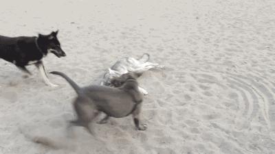 公狗会对母狗发起攻击吗,为什么母狗怀孕了会攻击公狗