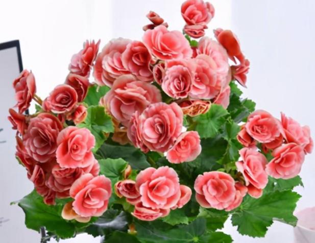 名贵的花卉就一定难养吗,花市的花怎么养得那么好