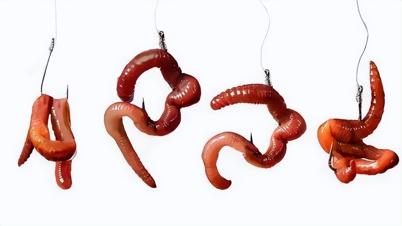 用蚯蚓野钓为什么只能钓到小鱼,野钓用蚯蚓能钓到大鱼么