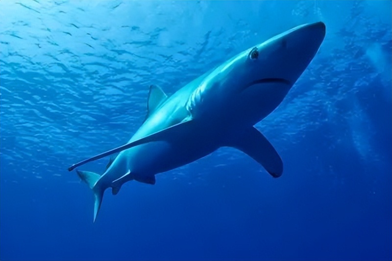 皮肤起皮用什么护肤品角鲨烷 (角鲨烷护肤效果好吗)