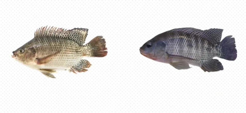 罗非鱼广东人爱吃,为什么美国人喜欢罗非鱼