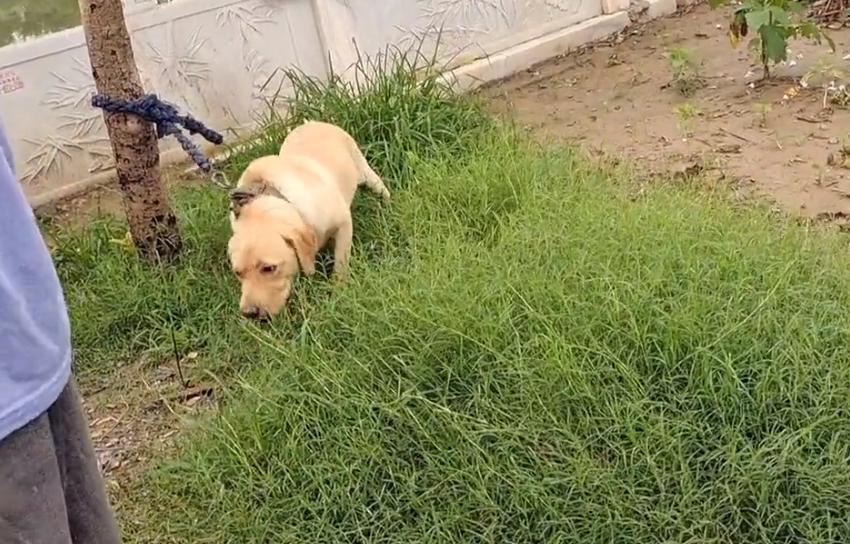拉布拉多未咬人已被主人领回,拉布拉多因为吃得多被主人卖掉