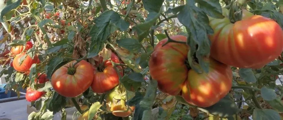 西红柿最近新消息,西红柿皮特别硬咋回事