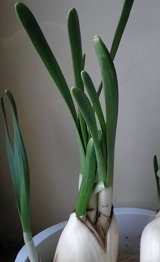 中国传统十大名花排名及文化内涵,中国十大名花惊艳世界