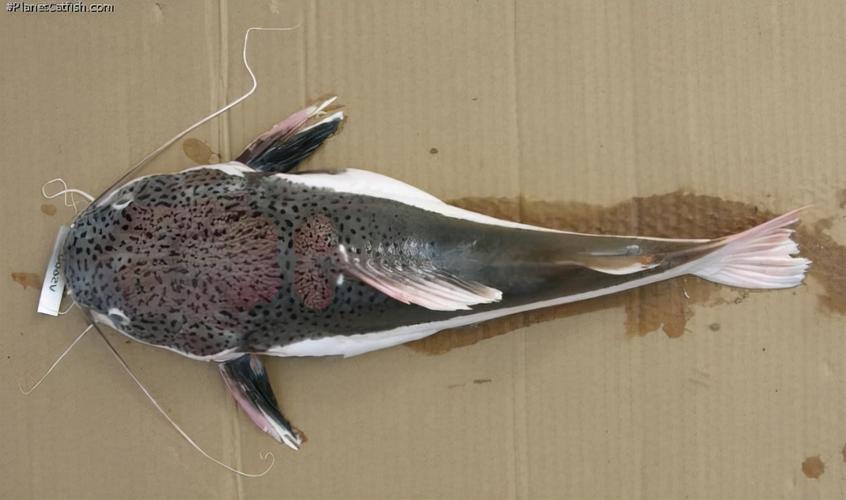 招财猫鱼怎么养大得快,招财猫鱼怎么养才好看