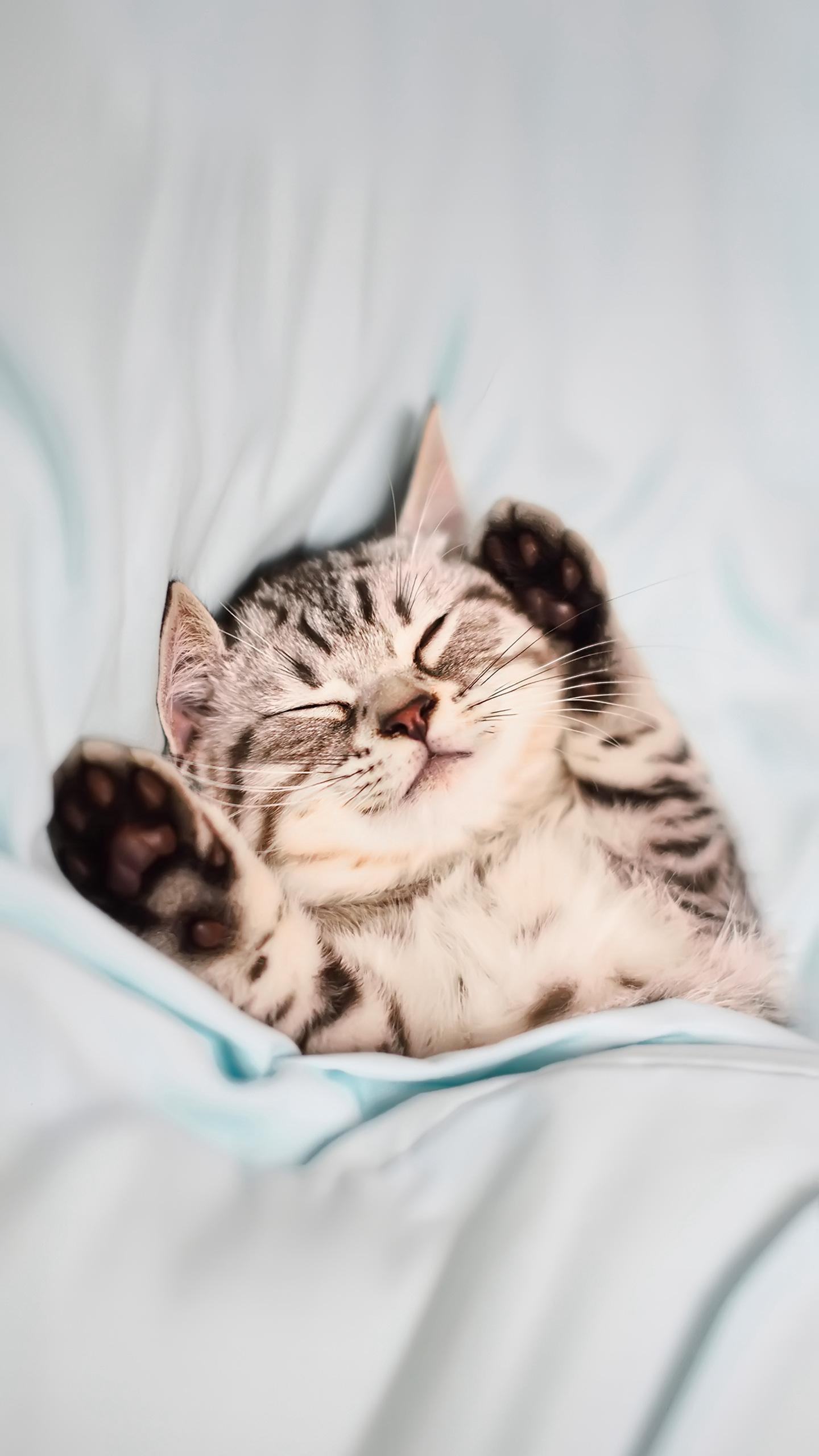 抱猫咪的正确方法,如何正确抱猫咪