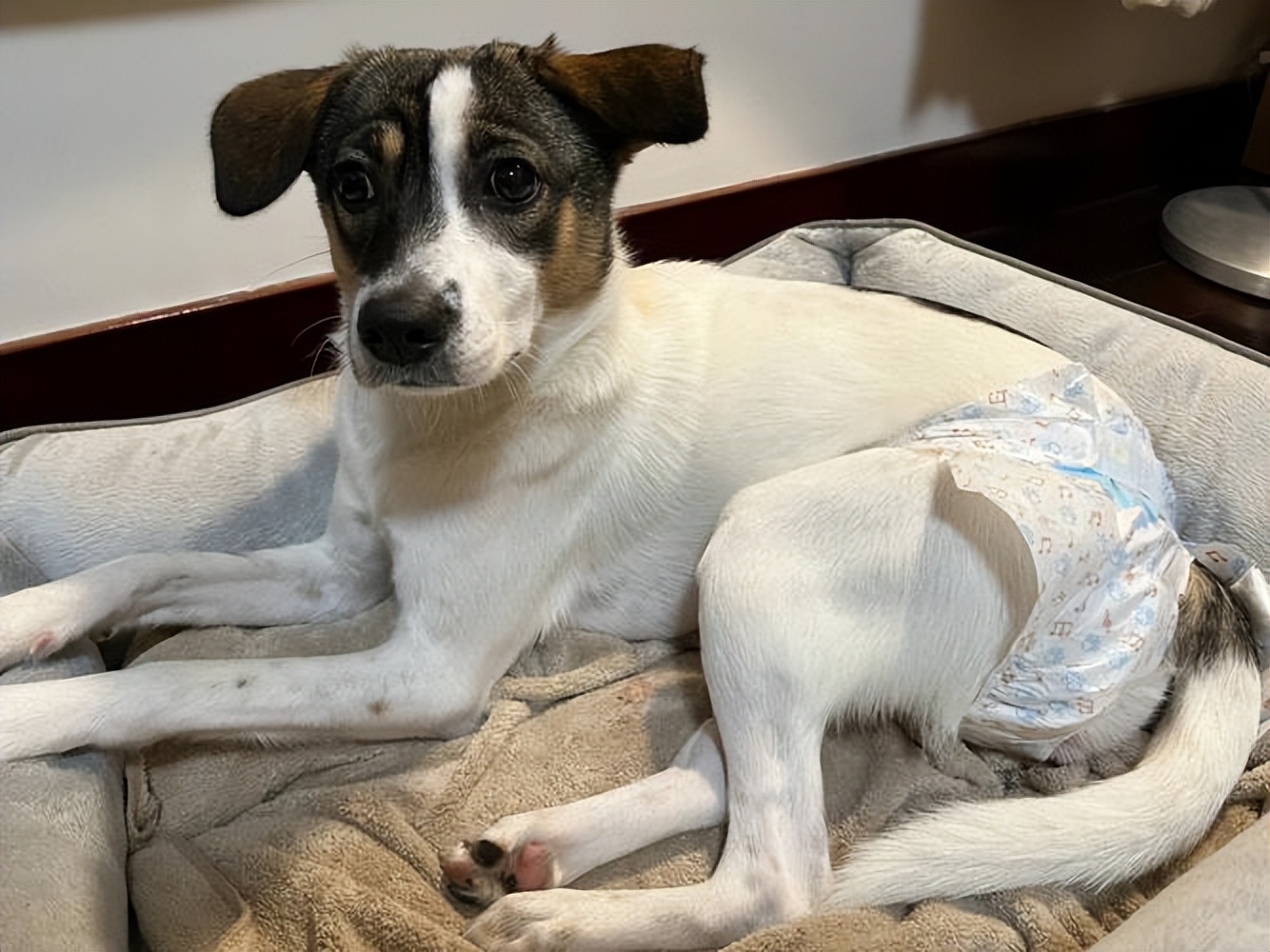 了解狗的“性”知识，别害羞，对狗狗有好处！