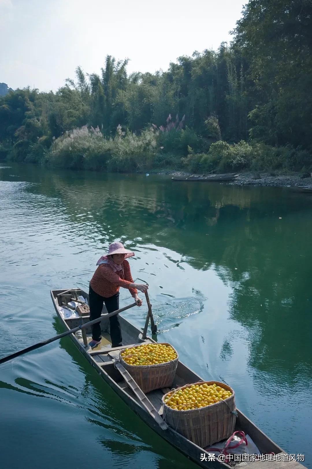 广西水果产量连续五年全国第一,广西和陕西谁才是水果第一大省