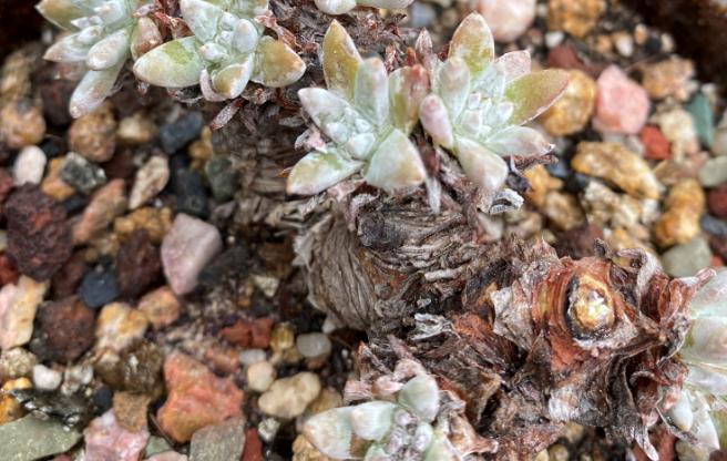 5种花浇不死浇水越多长得越旺,夏天种花早上还是晚上浇水好