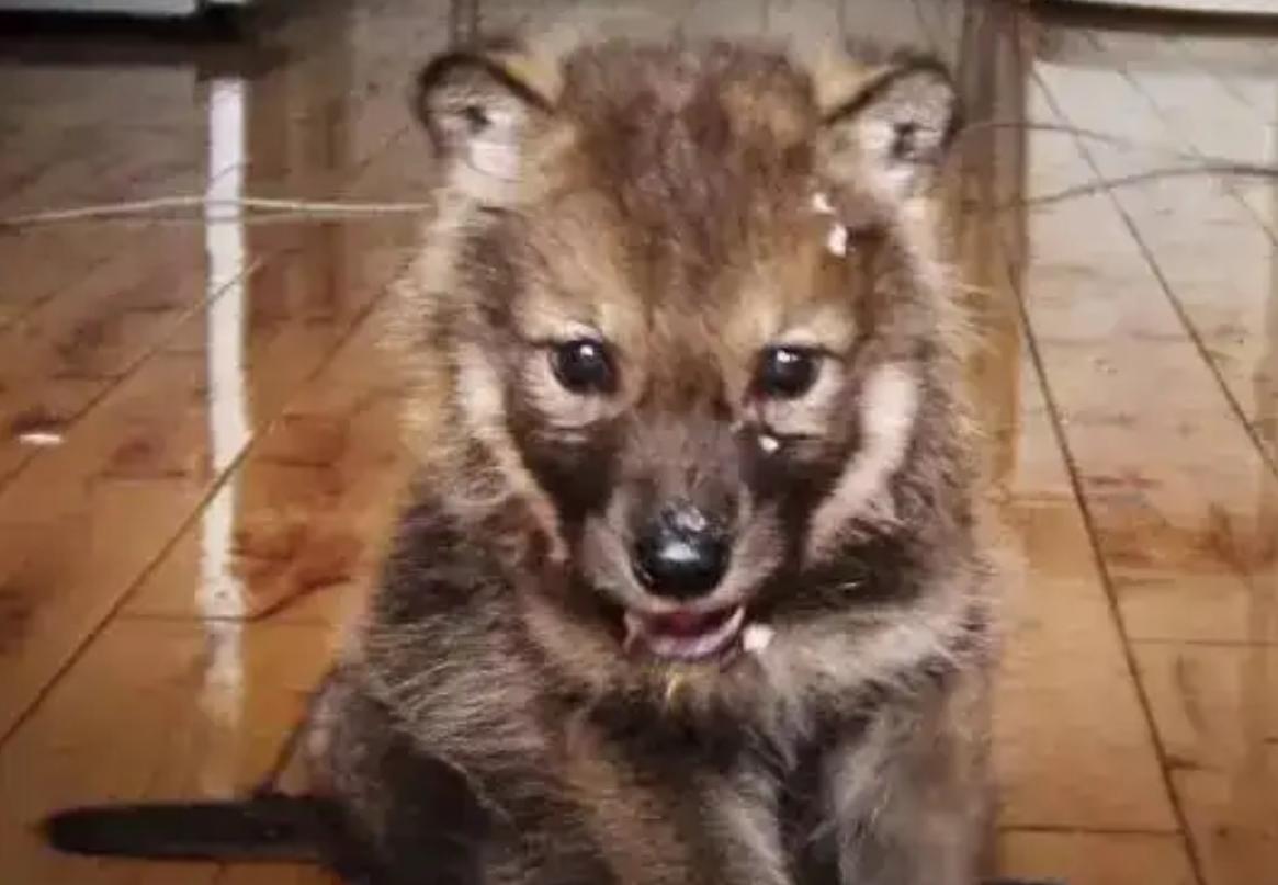 12年前把狼带回家当儿子,12年前成都女孩把狼儿带回家