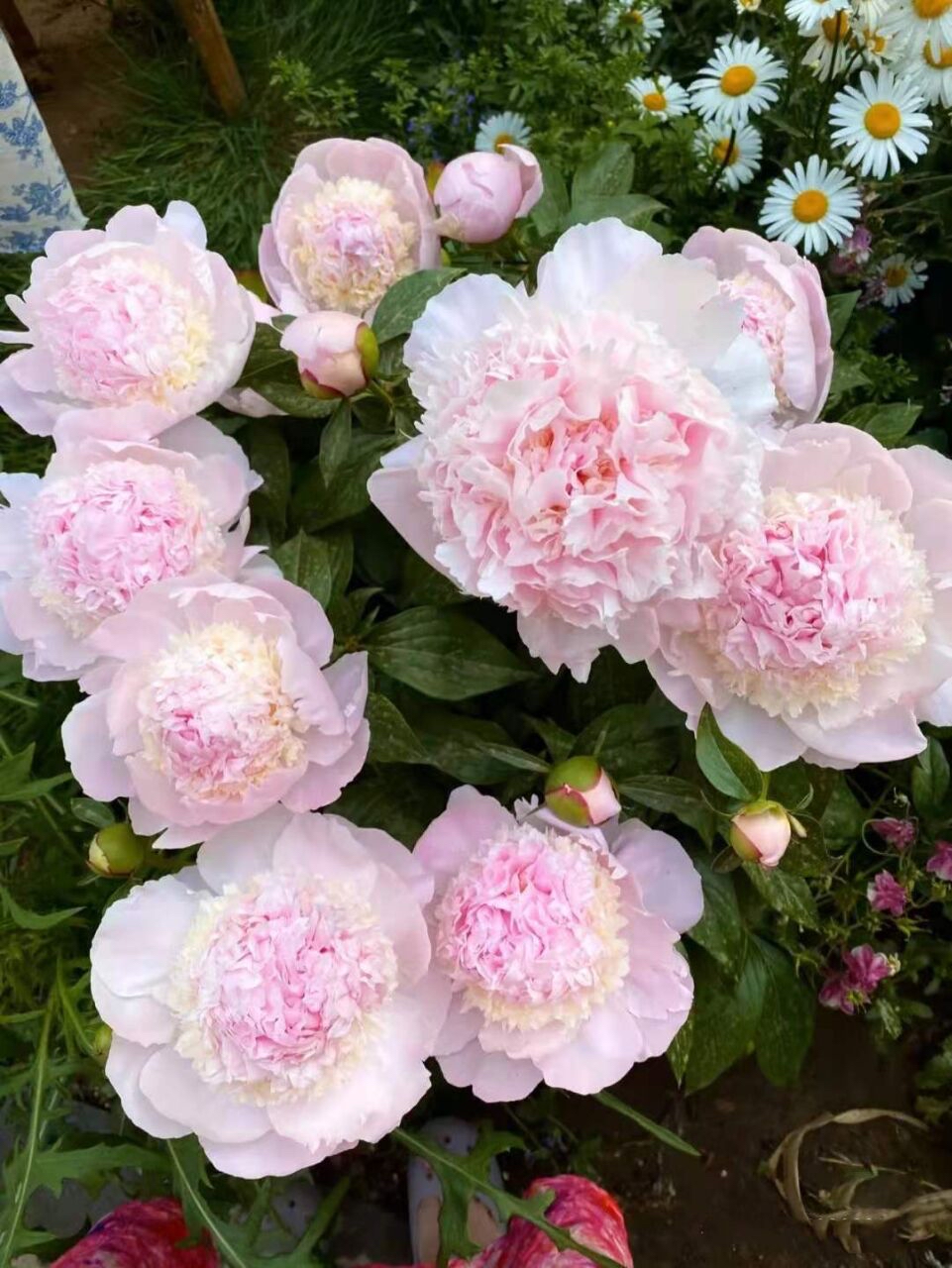 芍药花怎么养才好看呢,阳台怎么养芍药花