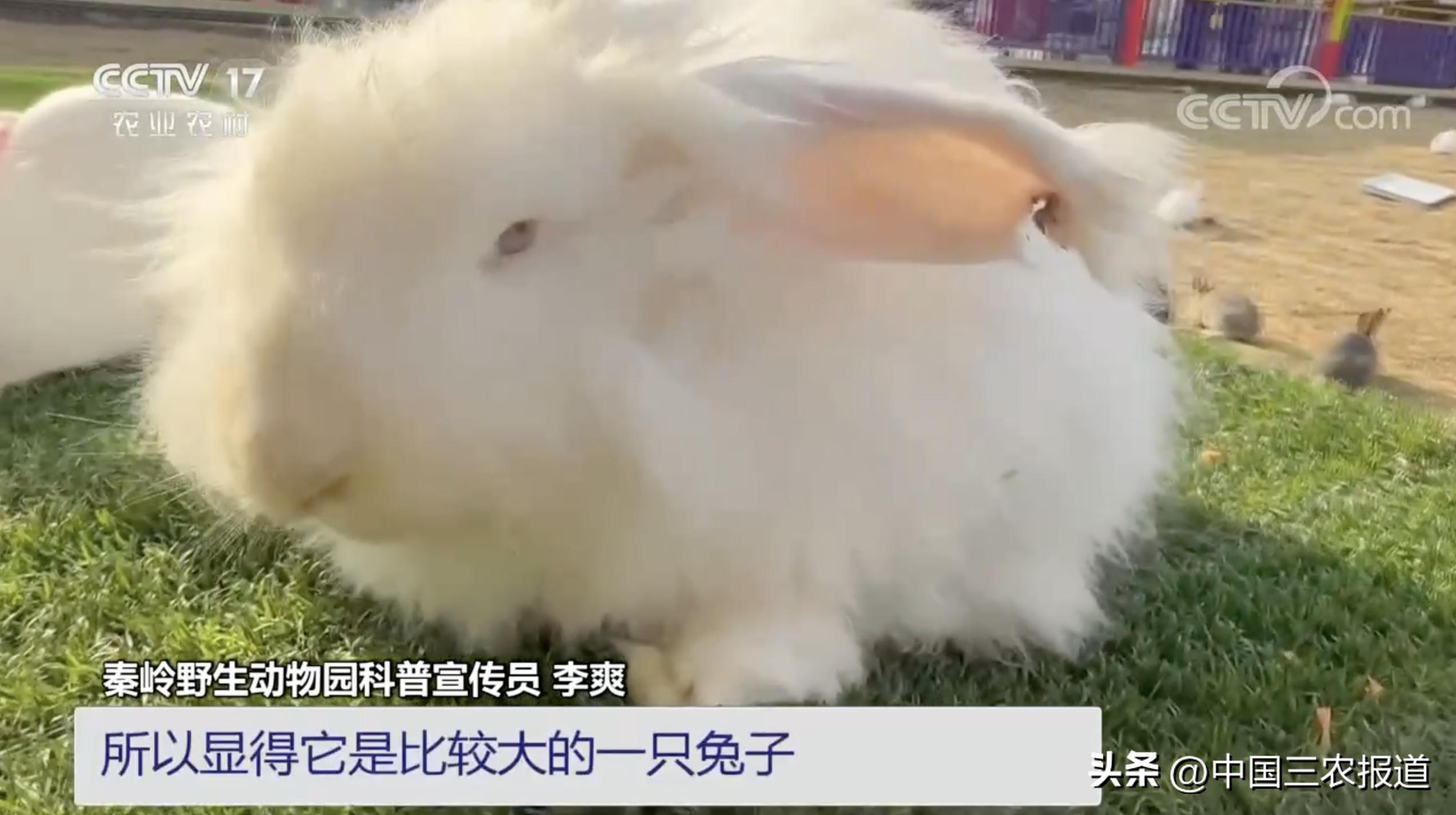 小白兔分别有哪13种生活习性,兔子有多少个种类家兔