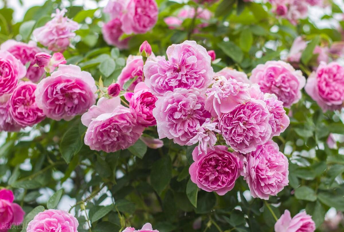 家里养花缺营养怎么办,养花养得少花怎么办