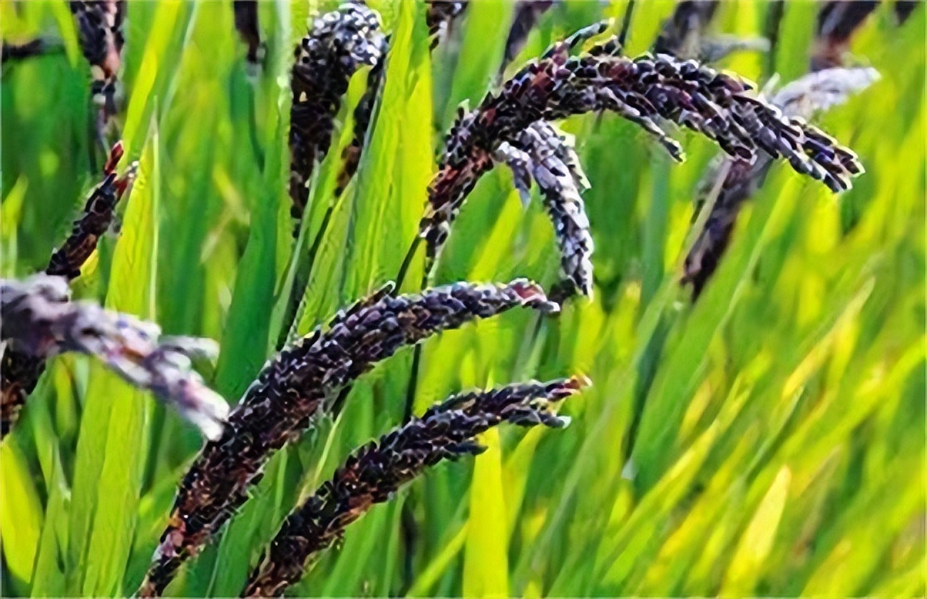 常吃黑米会解黑便吗,常吃黑米粥有什么好