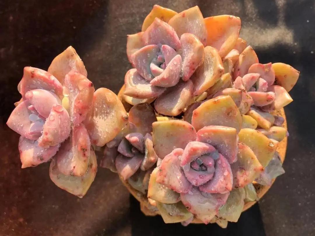 多肉彩虹糖和紫乐有啥区别,彩虹糖多肉和紫乐多肉的区别