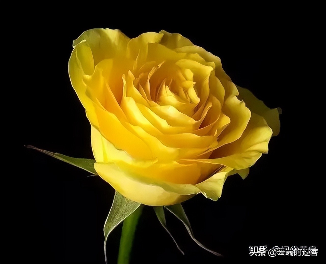 1到99朵玫瑰的含义图片,1到99朵玫瑰花语是什么