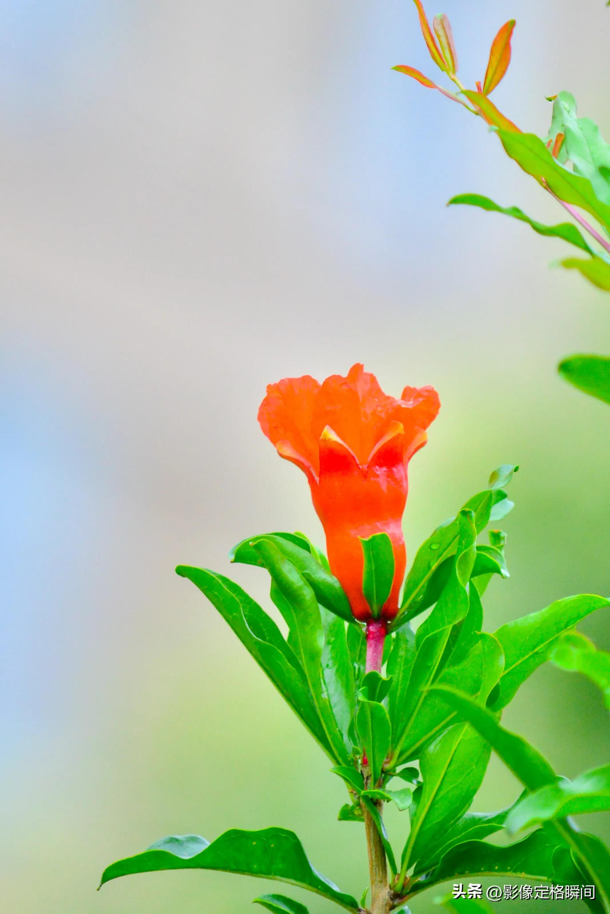 夏日花朵摄影笔记之石榴花—对美好生活的向往