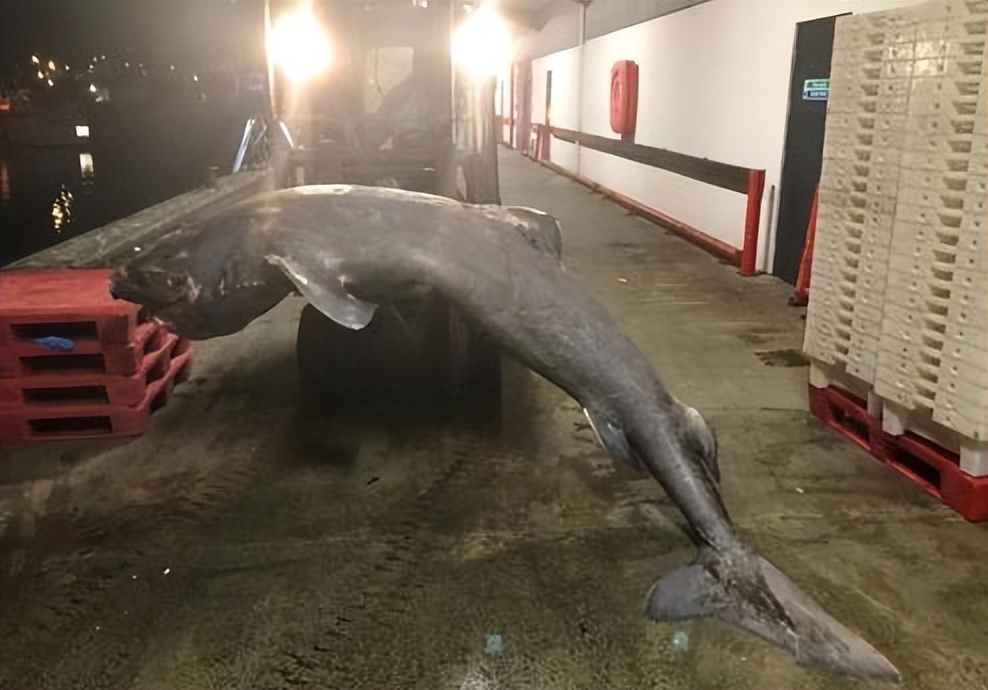 最神秘的鲸鱼铲齿中喙鲸,最神秘的喙鲸