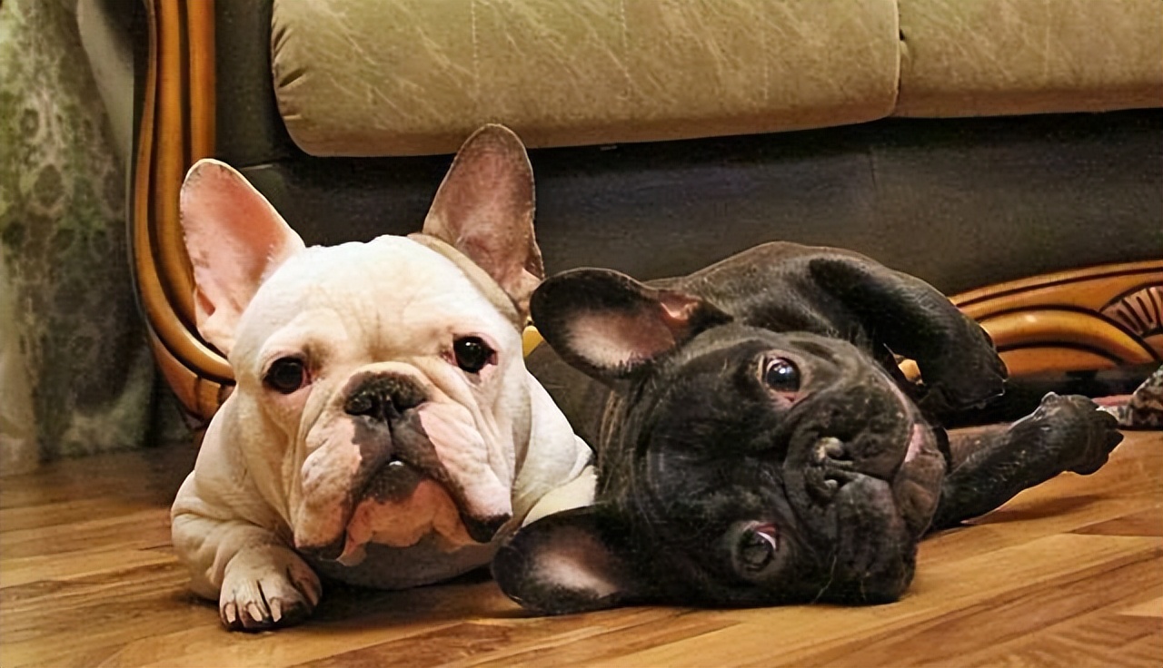 养巨型贵宾犬费钱吗哪方面费钱,一般巨型贵宾犬多少钱一只幼犬