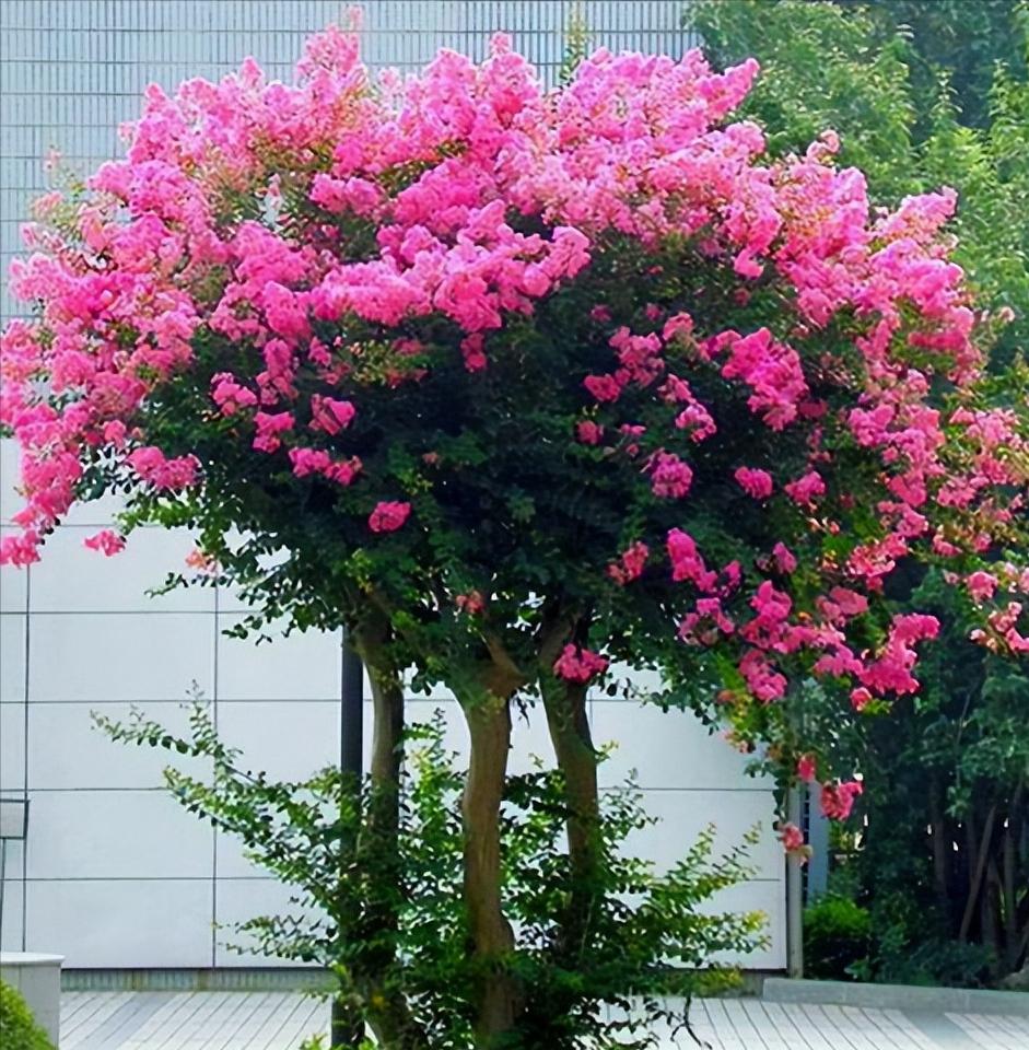 庭院的大门前种什么花树比较好,适合庭院的低矮四季常青的花树