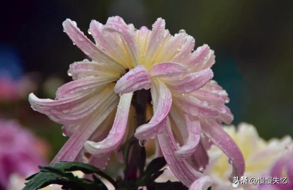 欧阳修最美十首诗摘抄,欧阳修十大精典诗词大全