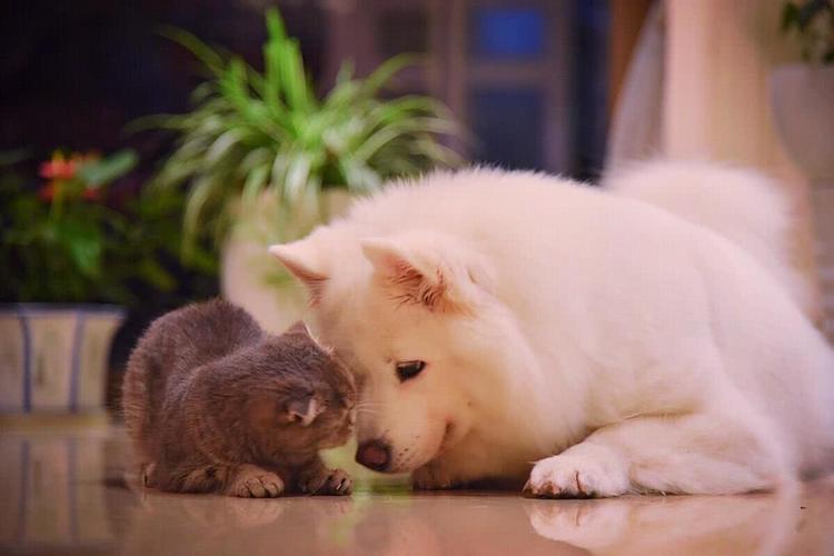 狗狗交配后，居然会流血？这正常吗？