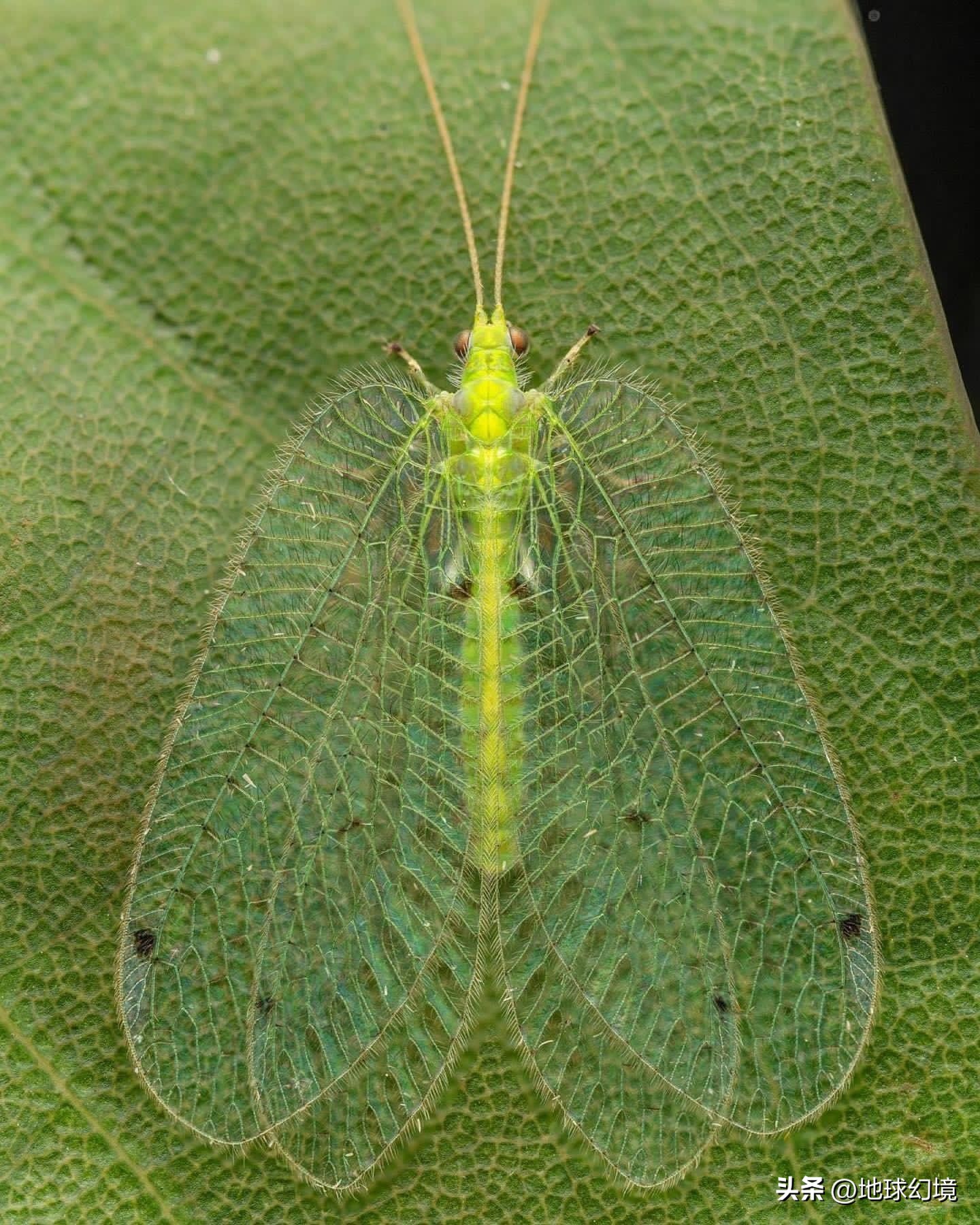 35张悲惨动物照：悲惨小象被捕兽夹弄断鼻子，章鱼被塞进西瓜做菜