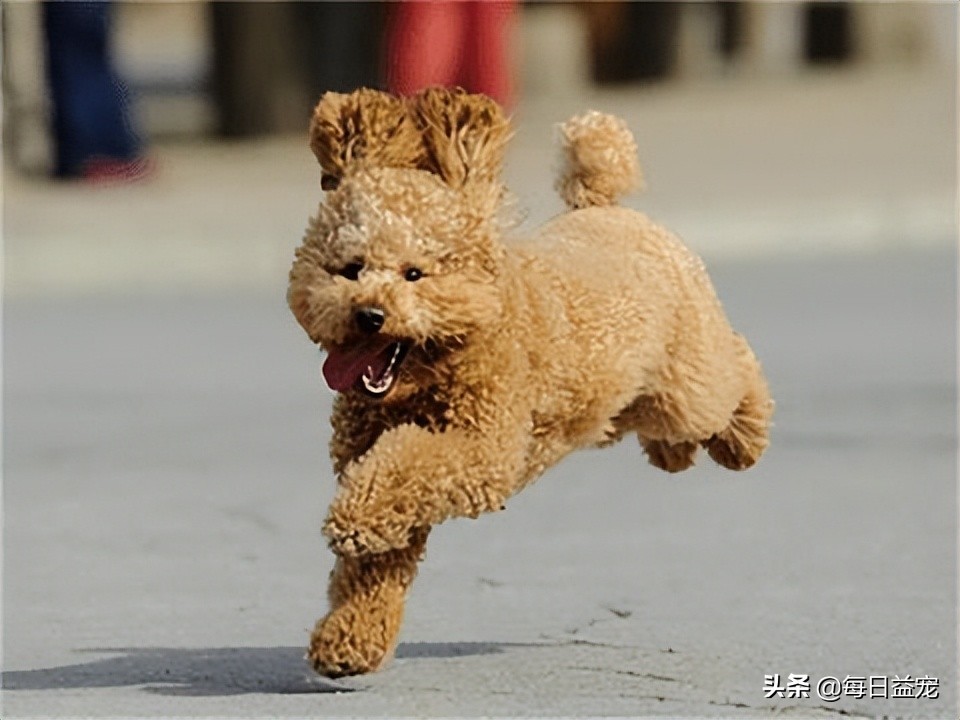 泰迪犬也会有压力的！这些行为是在提醒你，它的压力很大