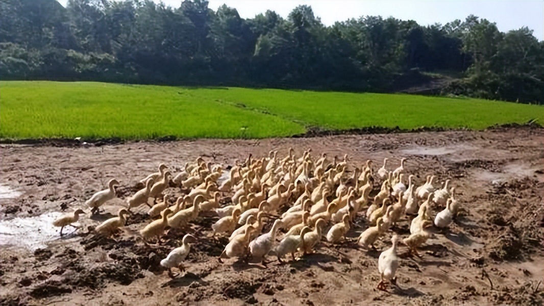 2006年日企在中国租1500亩地，5年不种庄稼，项目最后入不敷出