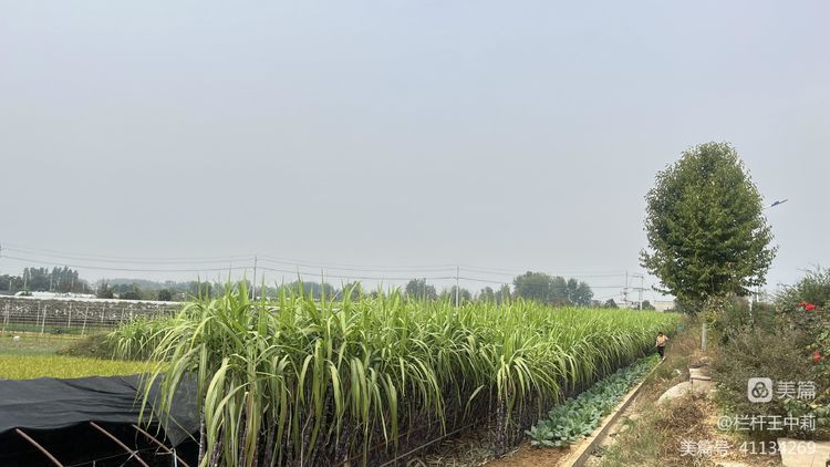 平安淮滨新变化丨淮滨县栏杆街道:喜迎二十大,夸夸我的家乡王湾新变化