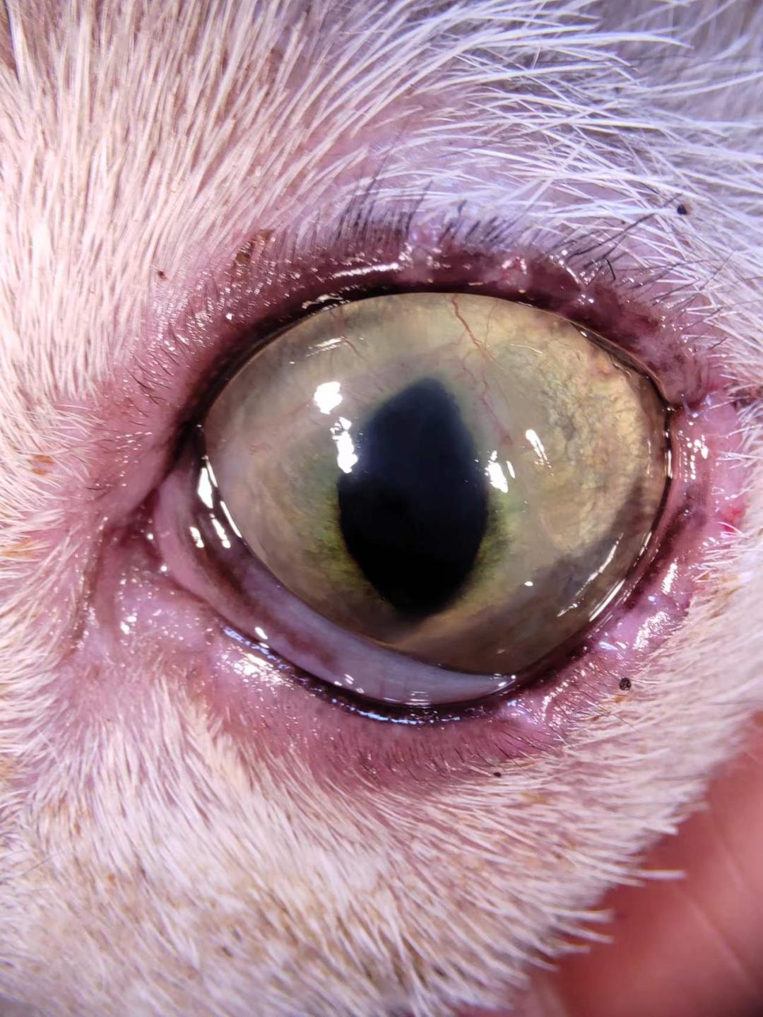 猫角膜溃疡角膜破损的治疗,猫角膜溃烂化脓用什么药