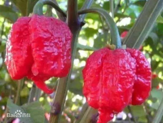 最辣的辣椒全球,全球超辣辣椒