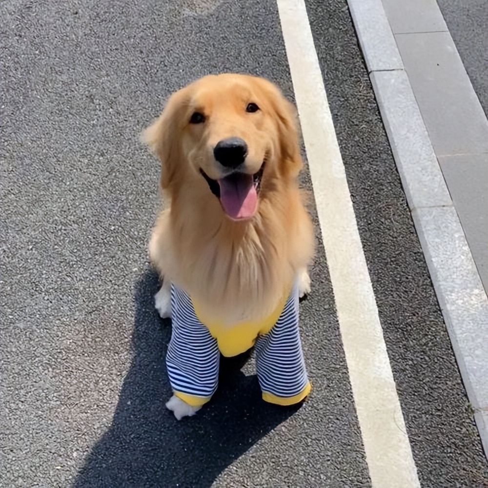 哪几种狗最温顺不爱咬人,性格最温顺不咬人的狗是怎么回事