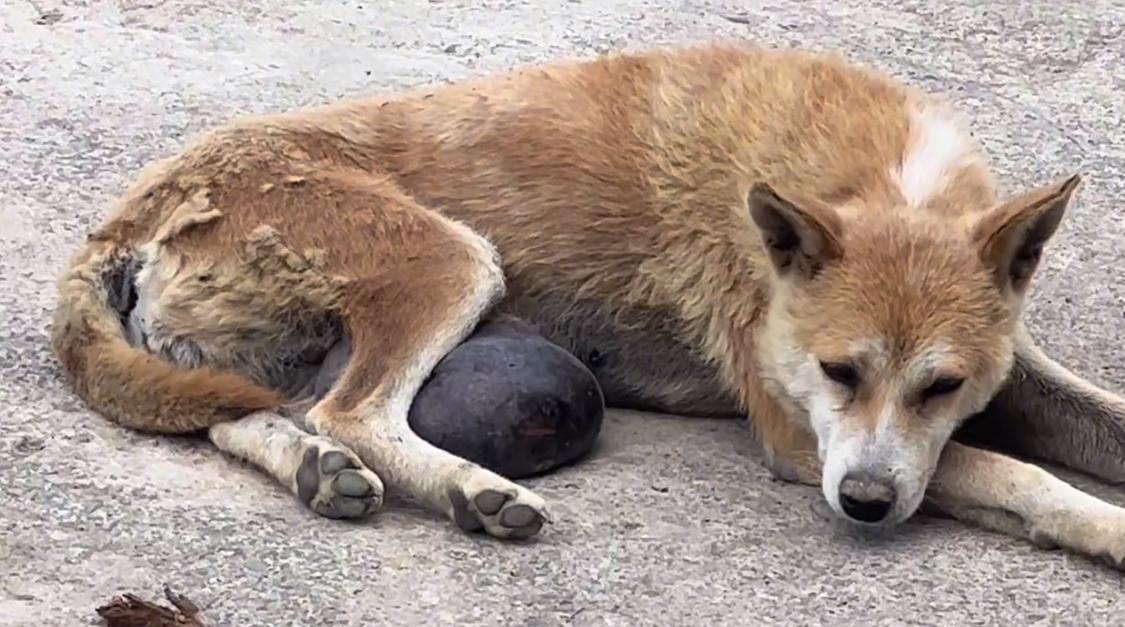 有人说这狗长了价值连城的狗宝，可网友看到，却直呼这只狗狗可怜